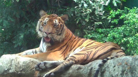 Dusit zoologiske hage